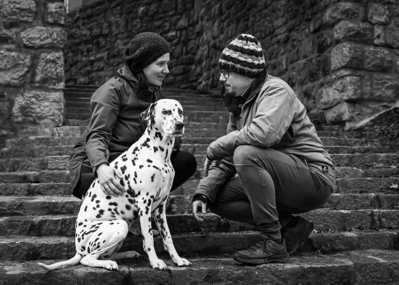 Team behind Dezela repkov