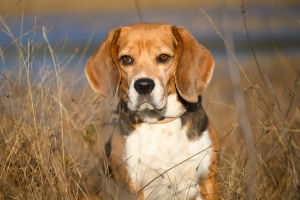 Beagle
